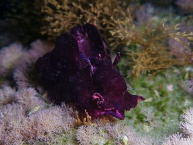 Deniz Tavşanı Aplysia fasciata