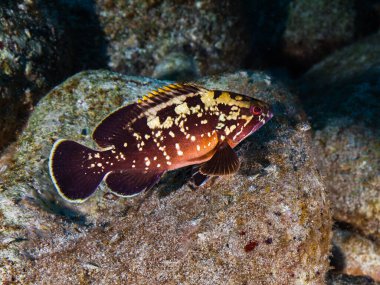 Kıbrıs 'tan genç esmer orfoz balığı