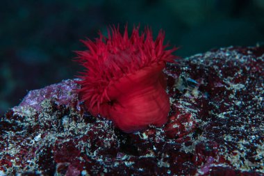 Kıbrıs 'tan güzel deniz şakayığı