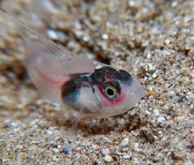Yeni doğan Epinephelus marjinatus Kıbrıs 'tan