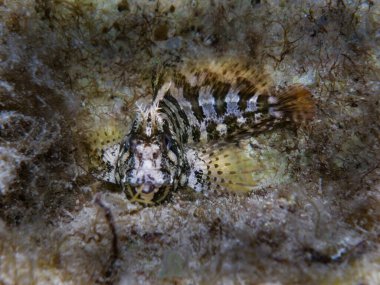 Akdeniz 'den Tompot blenny