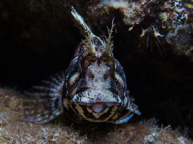 Akdeniz 'den Tompot blenny