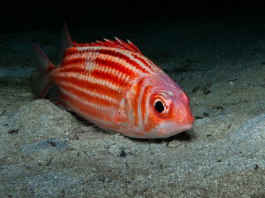 Kıbrıs 'tan sincap balığı