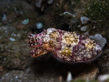 Kıbrıs Rum Kesimi 'nden ortak mürekkepbalığı Sepia yetkilileri