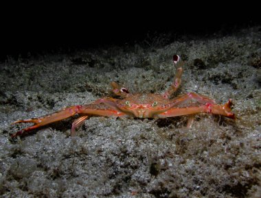 Kıbrıs, Akdeniz 'den yüzen yengeç