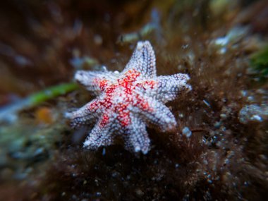 Kıbrıslı Asterina phylactica