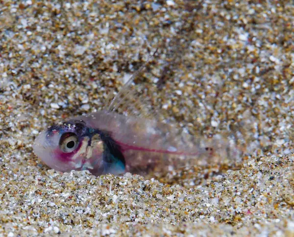 Yeni doğan Epinephelus marjinatus Kıbrıs 'tan
