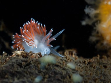 Norveç 'ten havalı çıplak Caronella pellucida