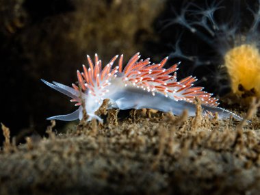 Norveç 'ten havalı çıplak Caronella pellucida