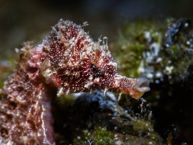 Geceleri küçük deniz atı.