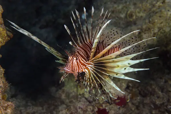 Akdeniz 'den aslan balığı.