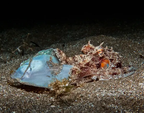 Genç ahtapot akşam yemeğinde dil balığı yiyor.