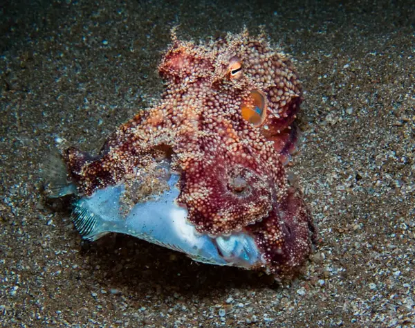 Genç ahtapot akşam yemeğinde dil balığı yiyor.