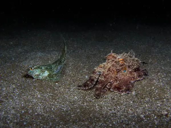 Genç ahtapot akşam yemeğinde dil balığı yiyor.