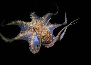 Ahtapot gece oynuyor 