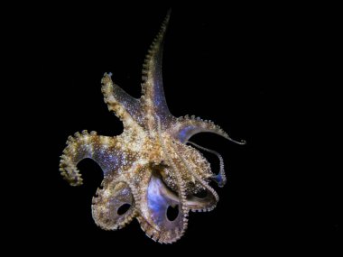 Ahtapot gece oynuyor 