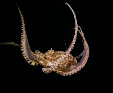 Ahtapot gece oynuyor 