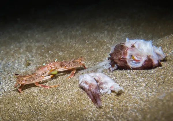 ölü balık yeme bir yengeç 