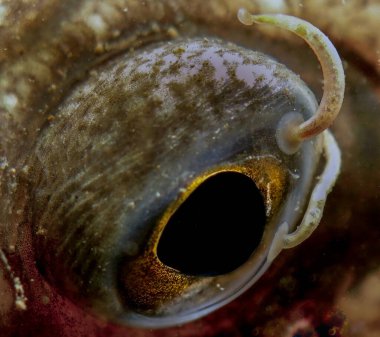 Parazitli siyah goby gözü.