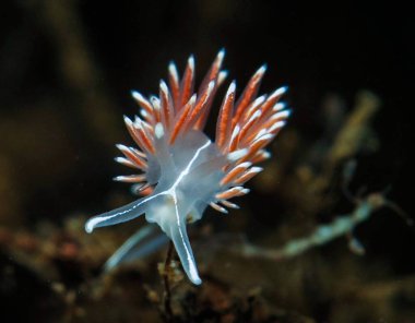 Oslo fiyordundan güzel bir Coryphella dizisi.