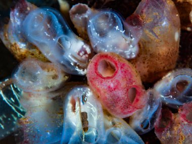 Oslo fiyordundan çok renkli Asyalılar