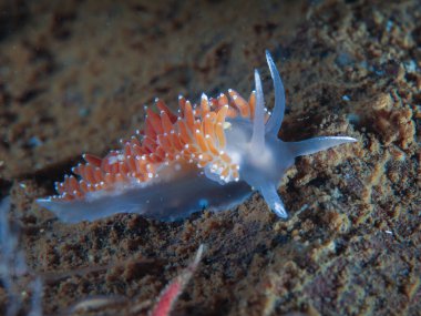 Norveç 'ten çıplak Flabellina pellucida