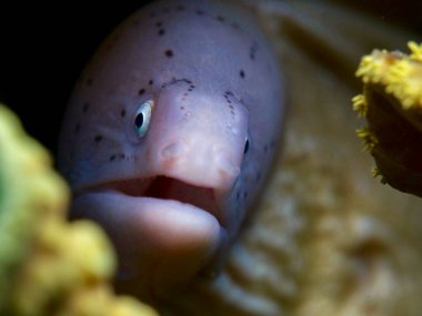 Kızıl Deniz 'den Geometrik yılanbalığı