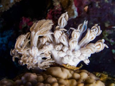 Kızıl Deniz 'den yumuşak mercanlar