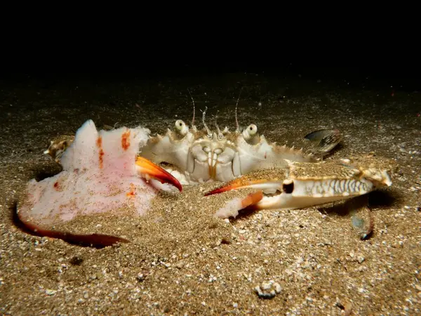 Akşam yemeğinde jambon yiyen bir yengeç.