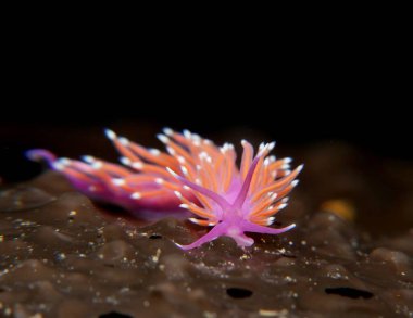 Kıbrıs ve Akdeniz 'den Edmundsella bilgileri