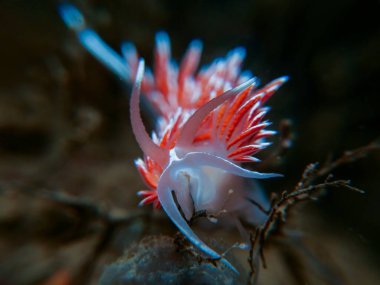 Oslo fiyordundan Coryphella lineata