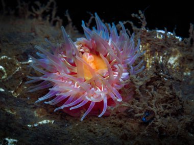 Oslo fiyordundan renkli deniz şakayığı