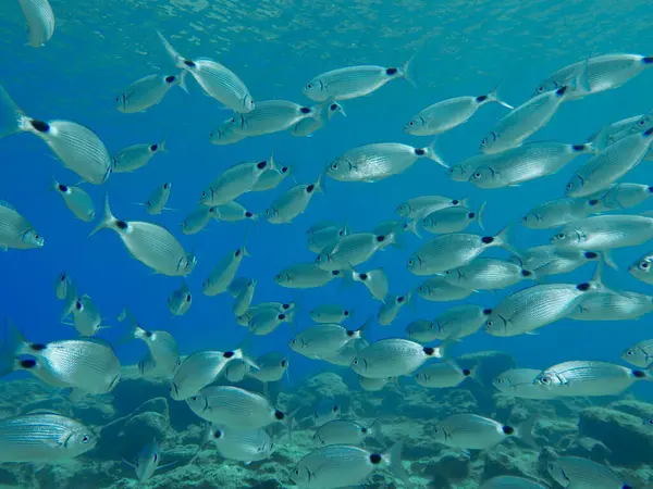 Akdeniz 'deki balık sürüsü