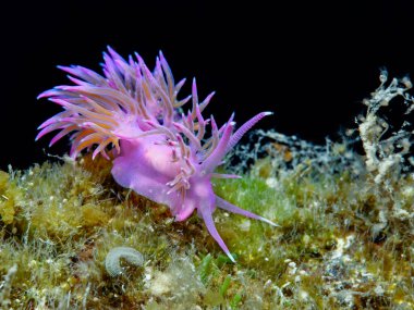 Nudibranch Flabellina affinis from Cyprus