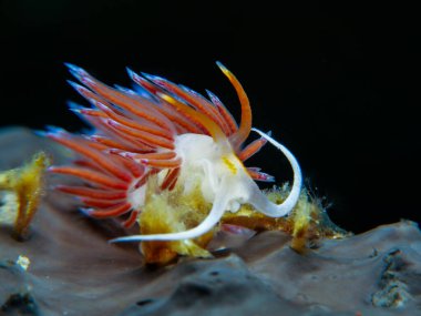 Kıbrıs, Akdeniz 'den gelen hacı uçakları