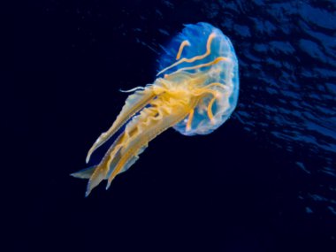 Akdeniz 'den leylak iğnesi.