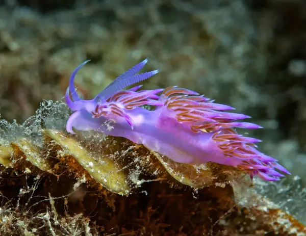 Nudibranch Flabellina affinis from Cyprus