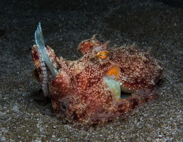 Genç ahtapot yemeğin tadını çıkarıyor..