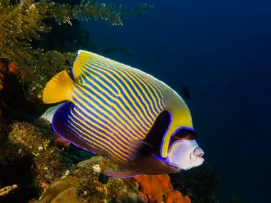 Bali 'den İmparator Melek Balığı