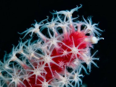 Tulamben, Bali 'den kırmızı mercan