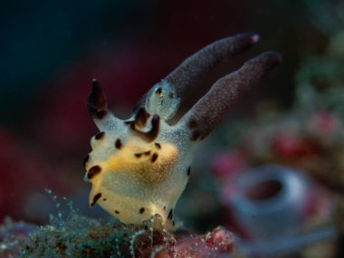 Bali 'den çıplak Pikach