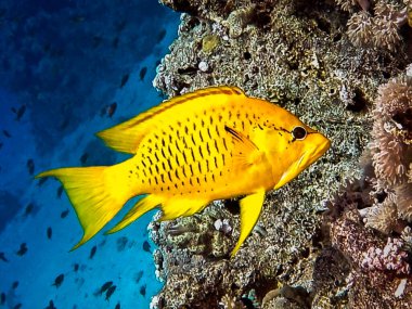 Kızıl Deniz 'den Sling-jaw wrasse
