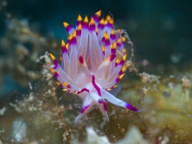 Kıbrıslı çıplak Coryphellina rubrolineata