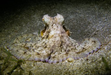 Akdeniz 'den ahtapot