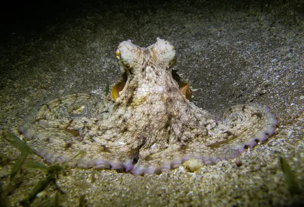 Akdeniz 'den ahtapot