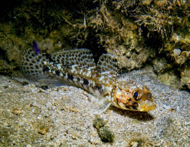Tebdili kıyafet Akdeniz 'den geliyor.