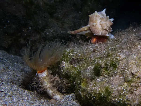 Kıbrıs 'tan Murex deniz salyangozu