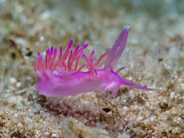 Nudibranch Flabellina affinis from Cyprus