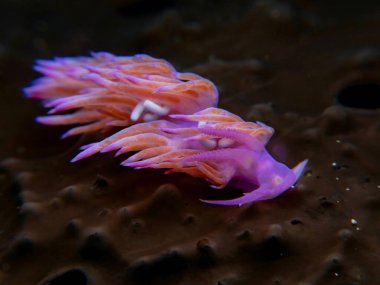 Nudibranch Flabellina affinis from Cyprus