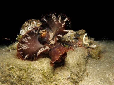 Kıbrıs 'tan benekli deniz tavşanı